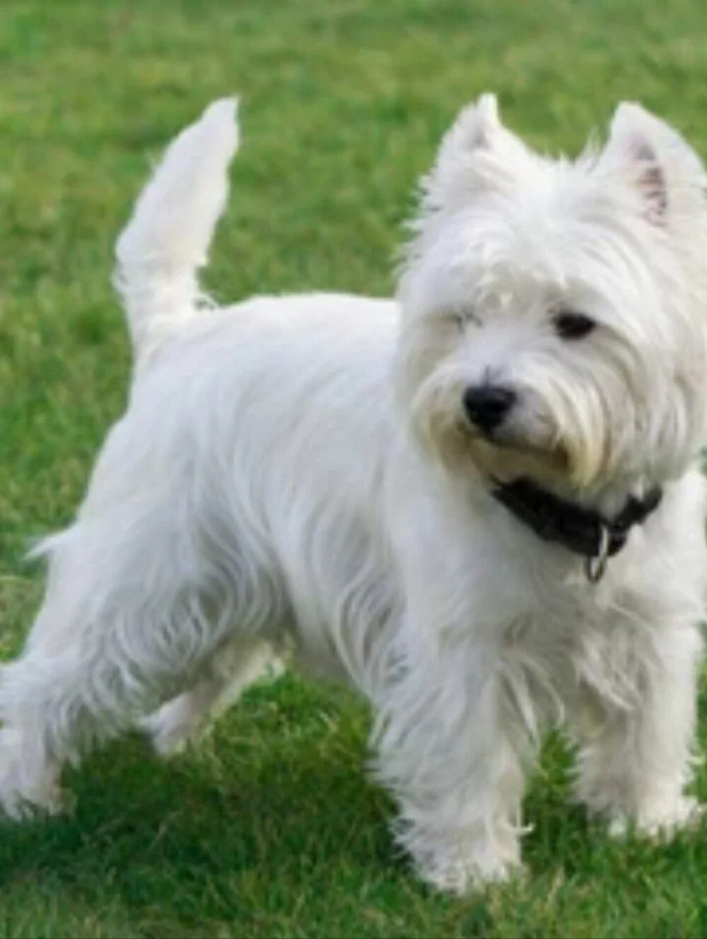 White Westie West Highland Terrier 1